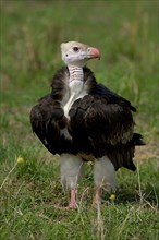 Adult white-headed vulture