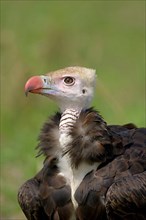 Adult white-headed vulture