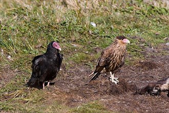 Southern crested caracaras