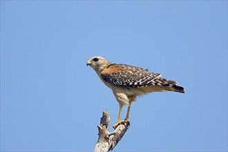 Red-shouldered Hawk