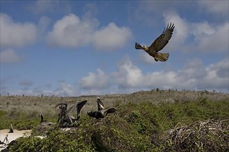 Young Galapagos Falcon nesting Brown Pelican on Santa Fe Island