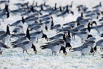 Barnacle Goose