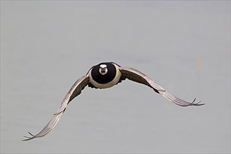 Adult barnacle goose