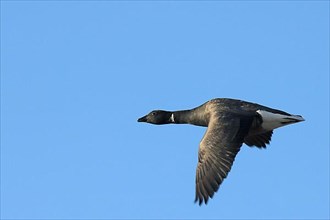 Brant goose