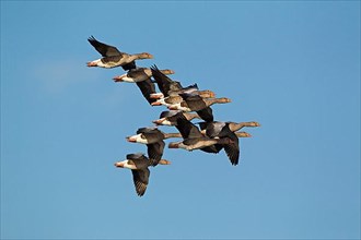 Flock of greylag goose