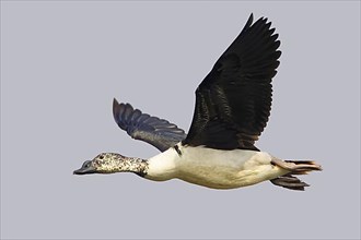 Knob-billed duck