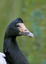 Magpie goose