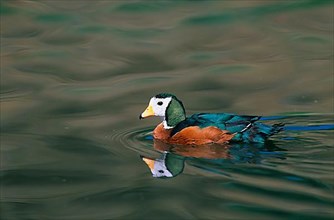African african pygmy goose