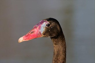 Adult Black Spur-winged Goose