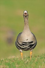 White-footed Goose