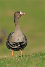 White-footed Goose
