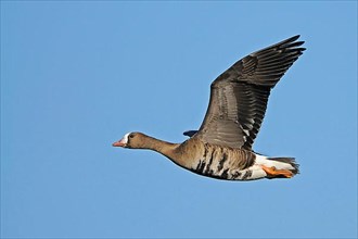 White-footed goose