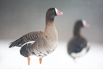Lesser white-fronted goose