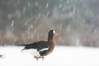 Adult lesser white-fronted goose