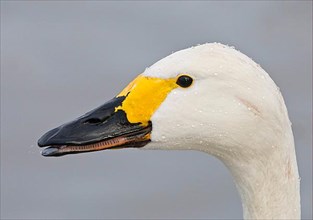 Adult tundra swan