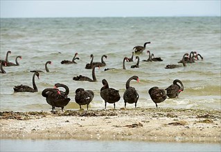 Flock of Black black swan