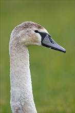 Young mute swan