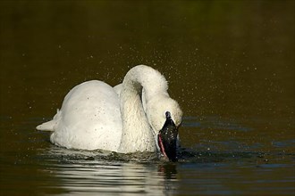Adult trumpeter swan