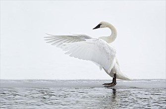 Adult trumpeter swan