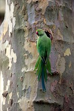 Ring-Necked Parakeet