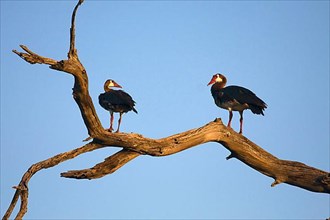 Two Spurwinged Geese on a tree