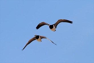 Flying Barnacle Geese on Islay