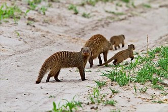 Banded Mongeese Family Party