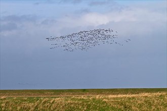 Brent geese fly along the sea wall Terrington Marsh