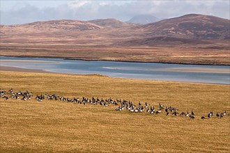 Barnacle Geese on Islay Scotland