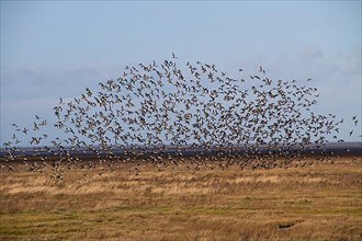 Large flock of dark-bellied brent geese on the North Norfolk coast near the Wash
