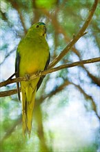 Golden-bellied Parrot