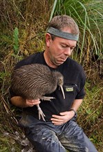 North Island Conservation Programme north island brown kiwi
