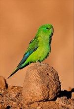 Red-billed Parakeet