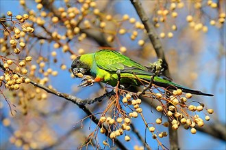 Adult nanday parakeet