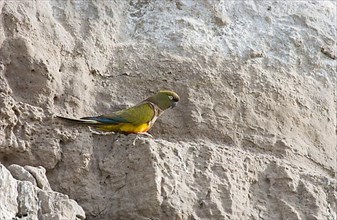 Small Rock Parakeet