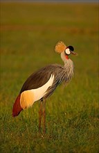 Gray crowned-cranes