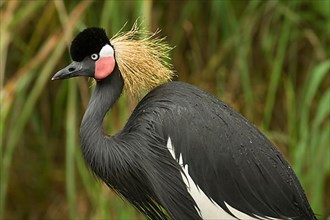 Black black crowned crane