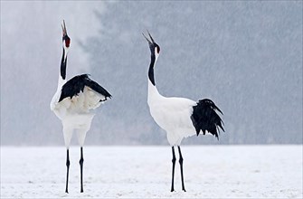 Japanese red-crowned crane