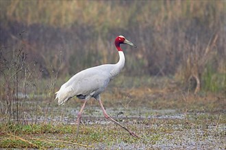Adult sarus crane