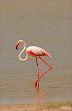 Greater american flamingo