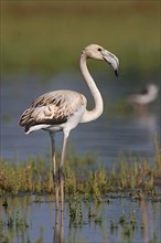 Greater greater flamingo