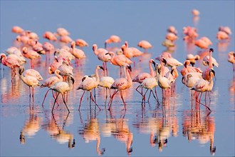 Lesser lesser flamingo