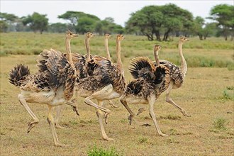 East African masai ostrich