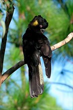 Yellow-billed Cockatoo