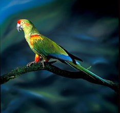 Red-fronted macaw