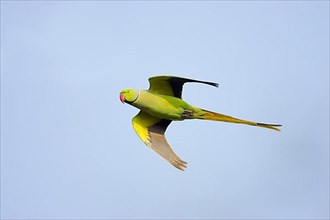 Rose-ringed Parakeet