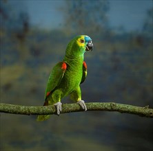 Blue-fronted Amazon