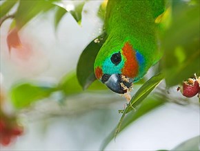 Diademed Fig-parrot