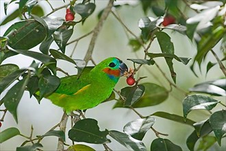 Diademed Fig-parrot