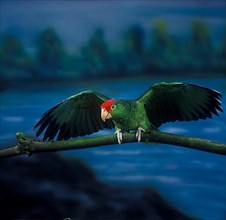 Green-cheeked Amazon Parrot